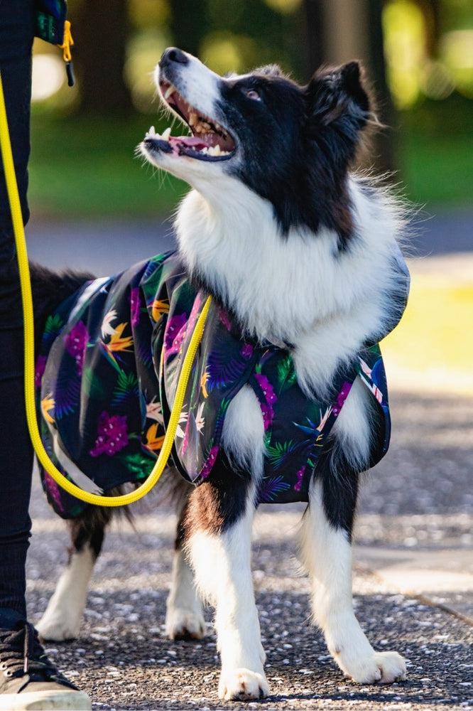 Dog raincoat for hot sale use with harness